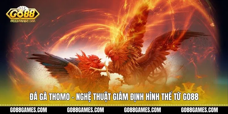 Đá gà Thomo